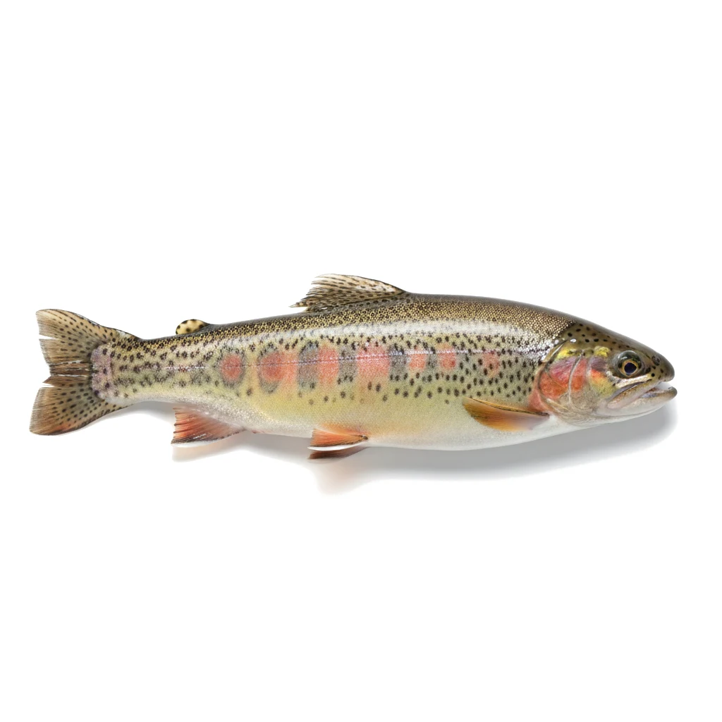Форель живая Oncorhynchus apache