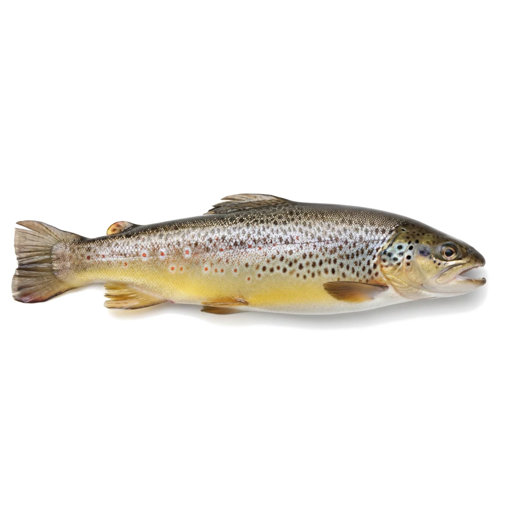 Форель живая Salmo trutta