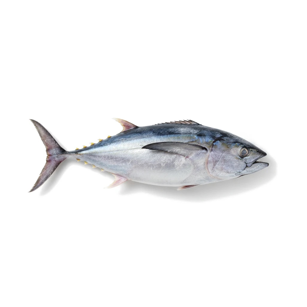 Тунец южный синий мороженый