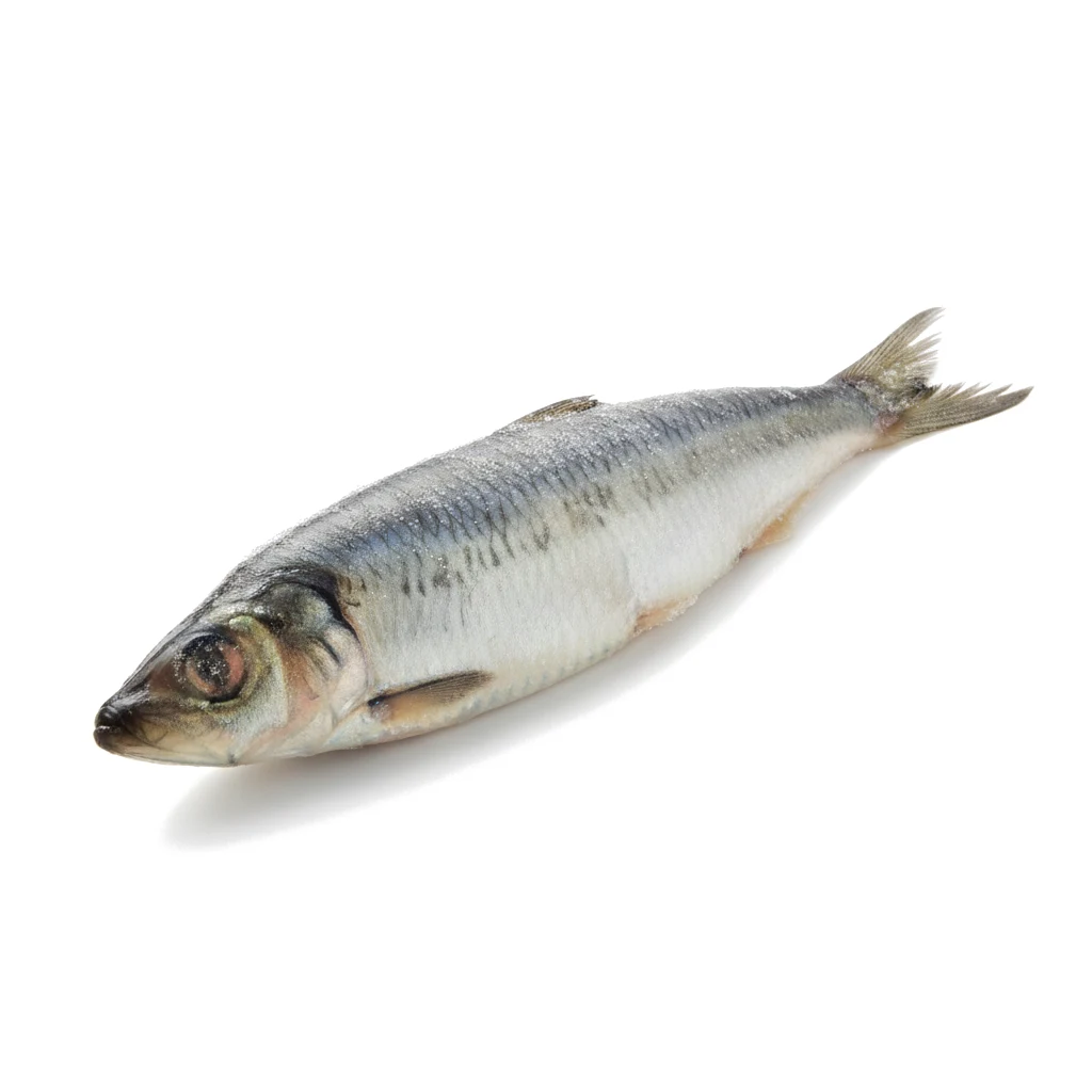 Сельдь мороженая