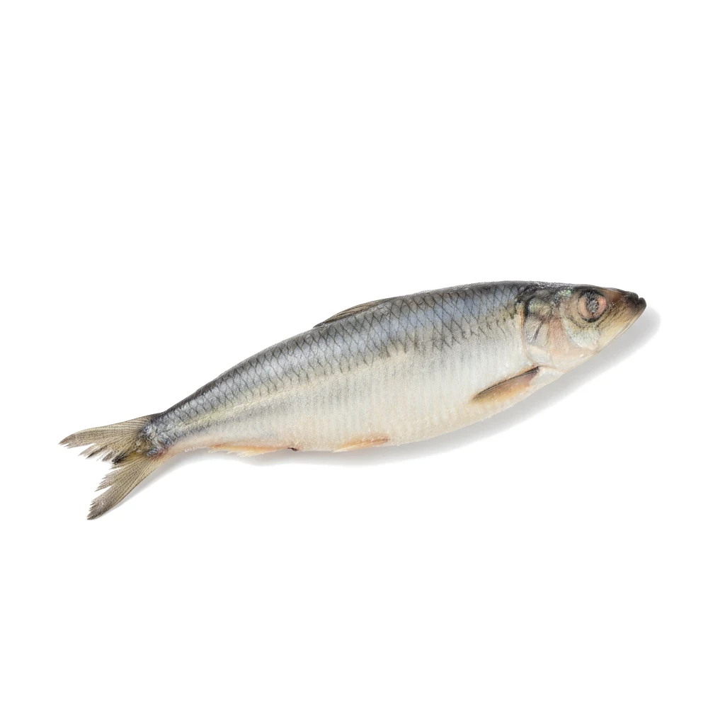 Сельдь мороженая
