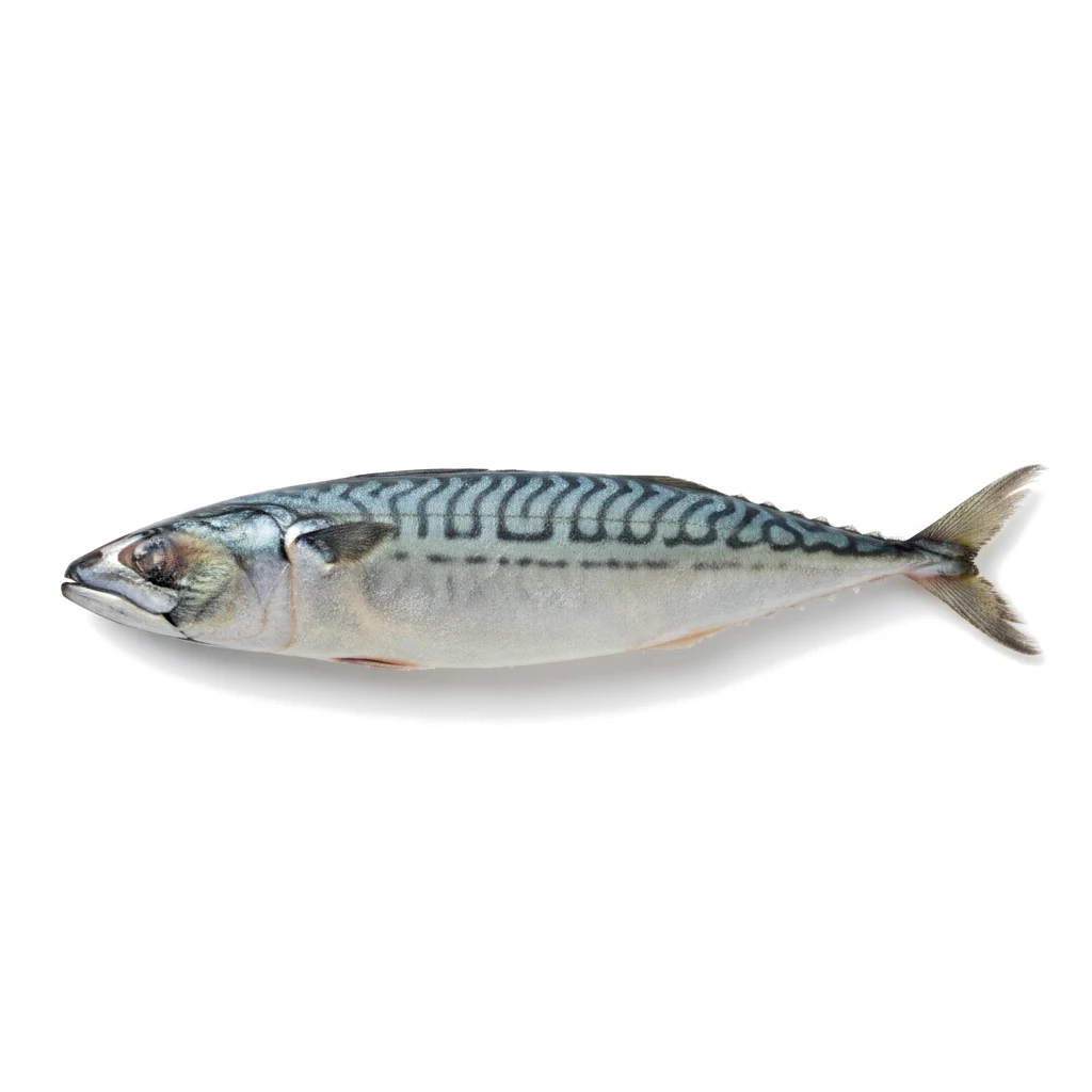 Мороженая скумбрия