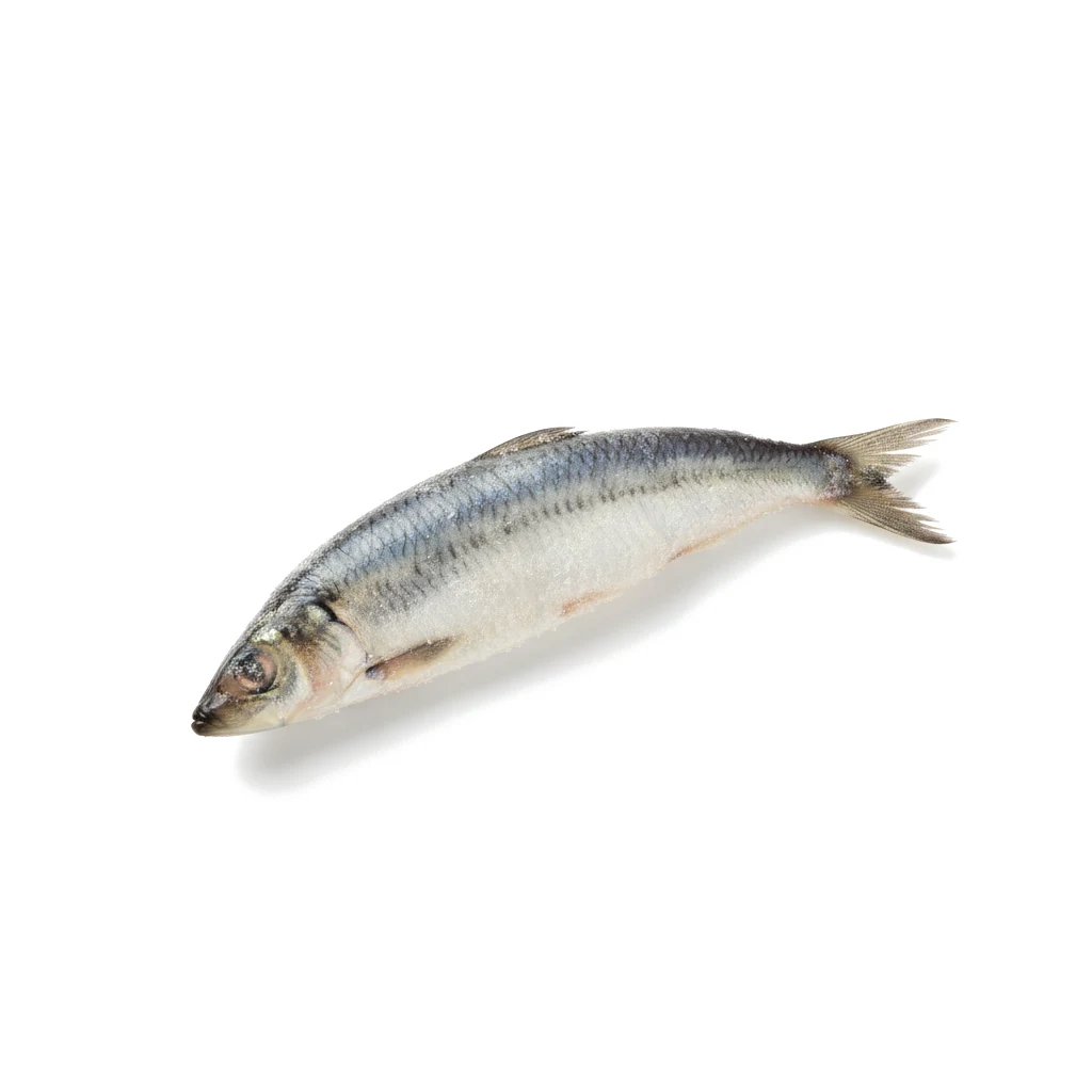 Сельдь мороженая