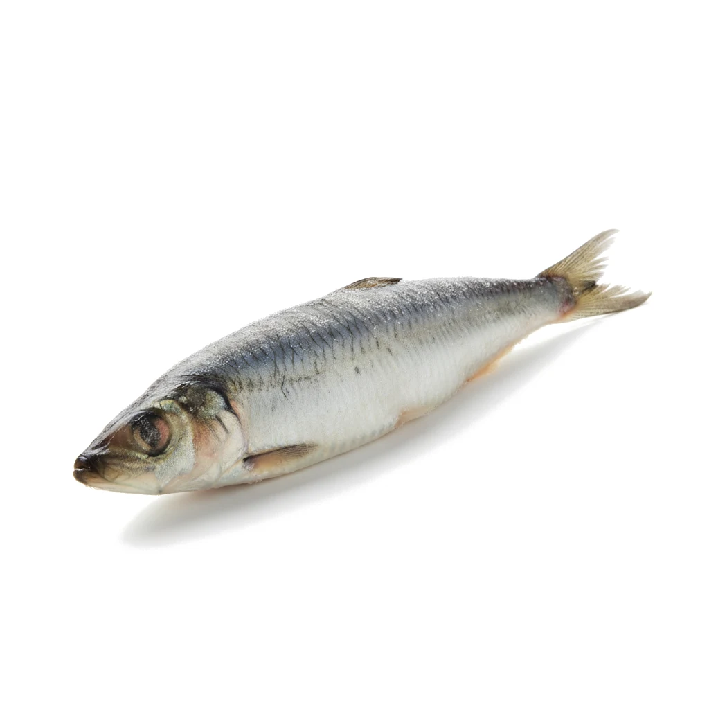 Сельдь мороженая