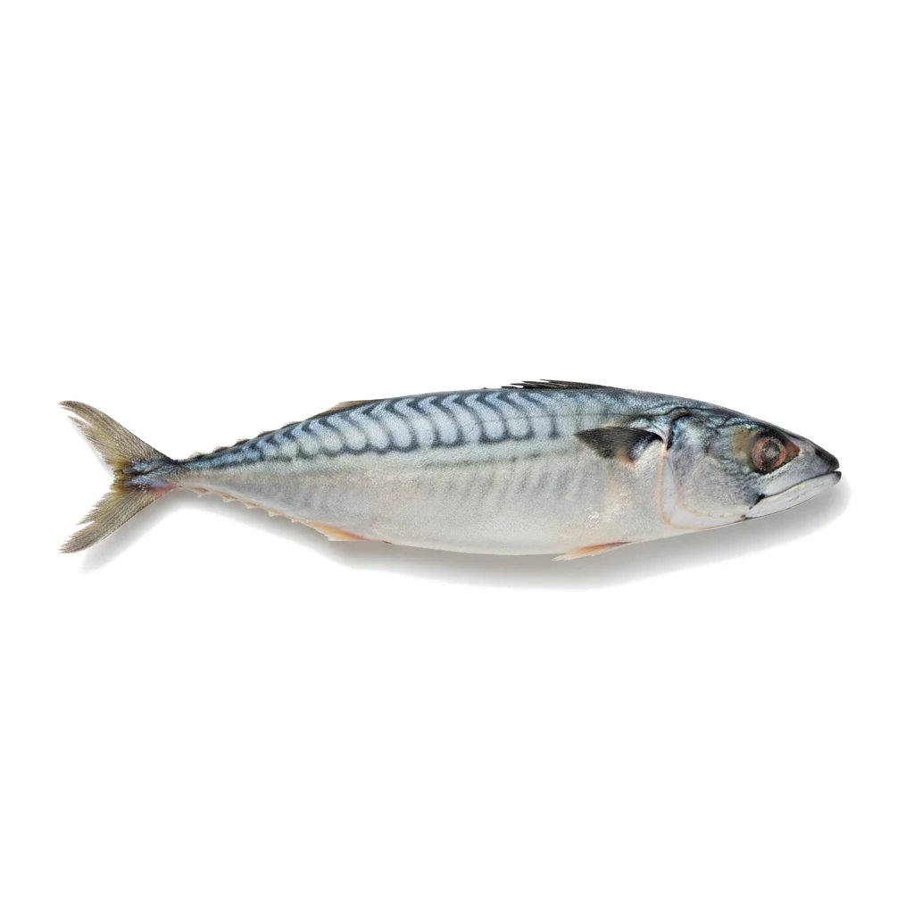 Мороженая скумбрия