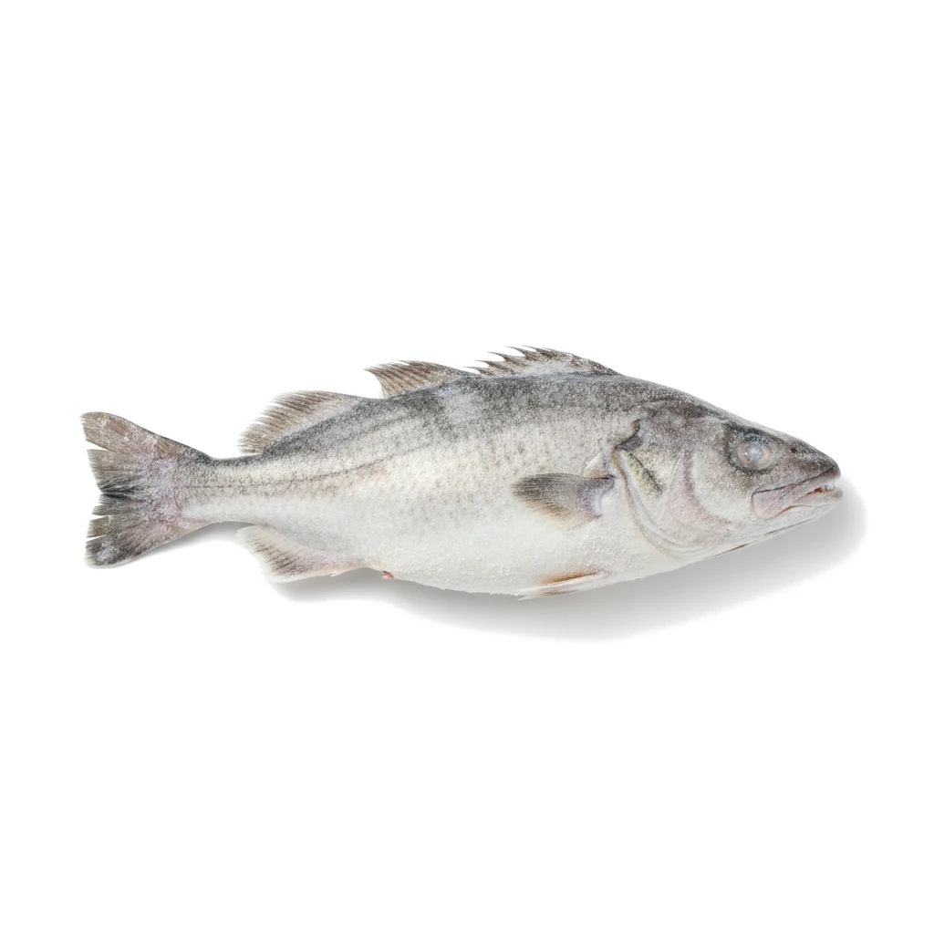 Клыкач мороженый