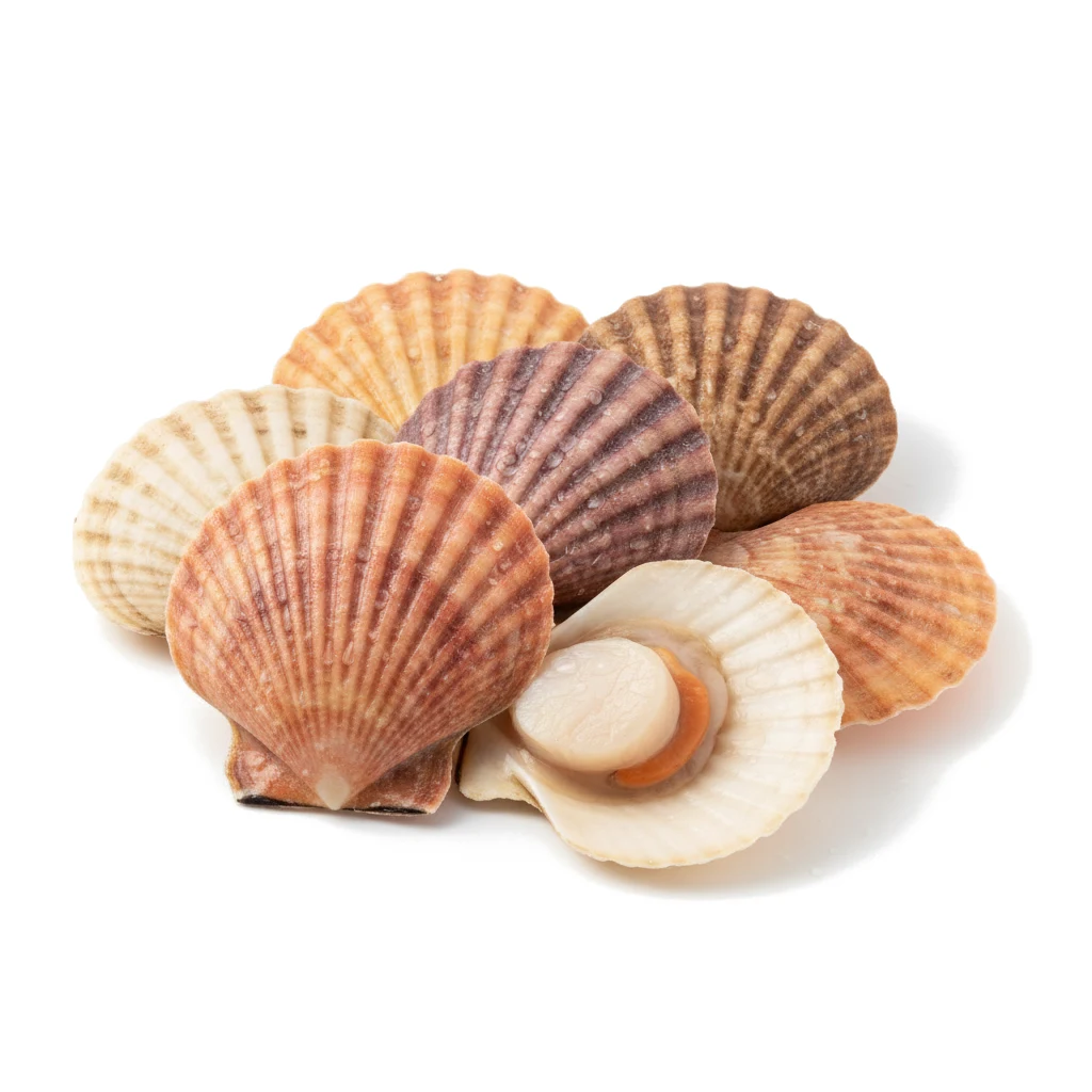 Моллюски Pectinidae живые